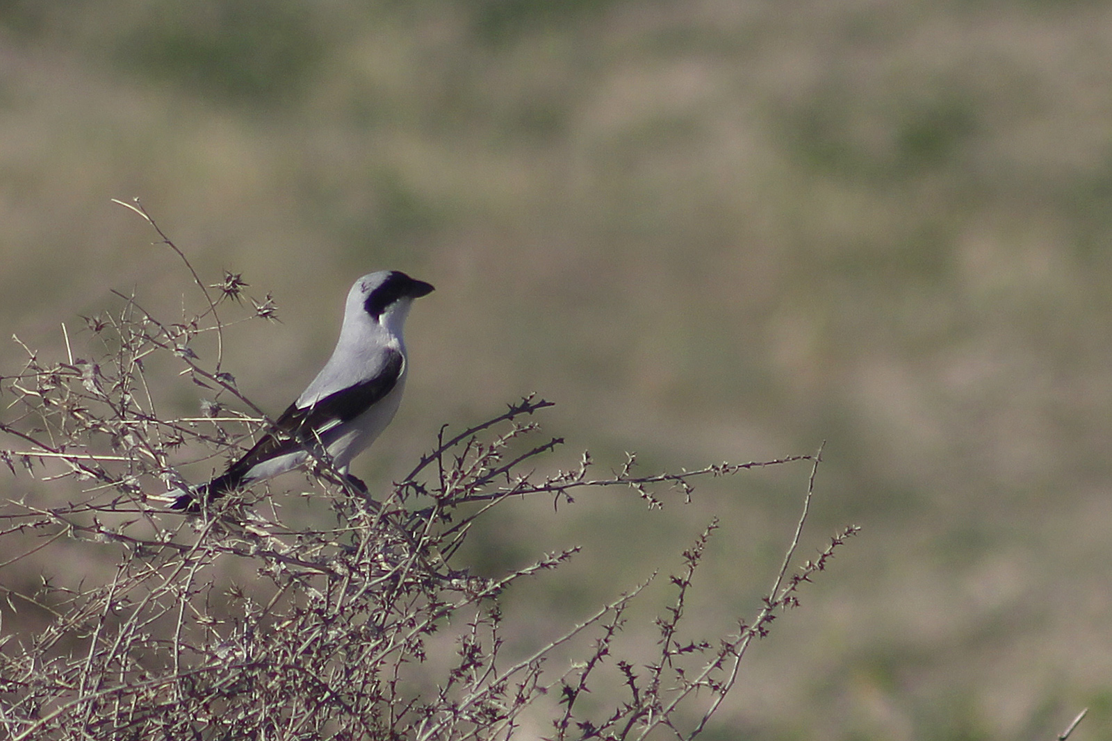 Lesser Gray Shrike
